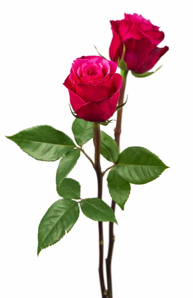 Rosa rosor — Stockfoto
