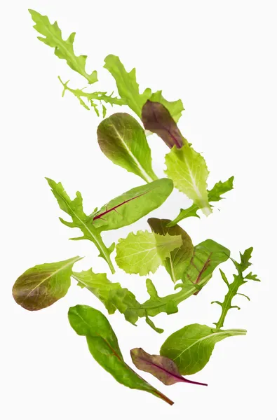 yapraklar yeşil marul salatası