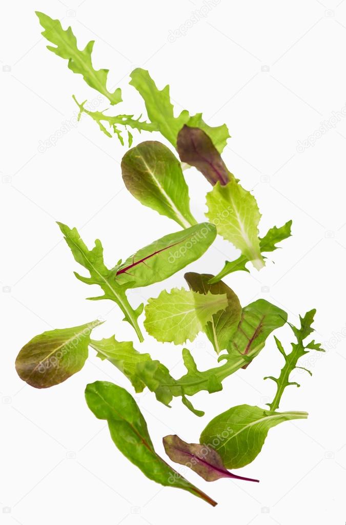Green lettuce salad leafs