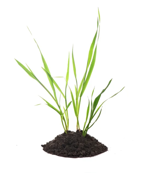 Sprouts of wheat grow from the earth — Stock Photo, Image