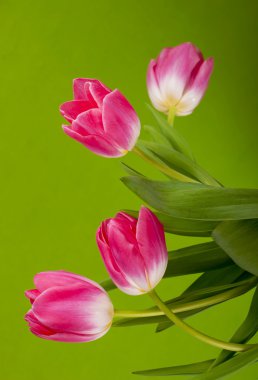 Pembe Laleler