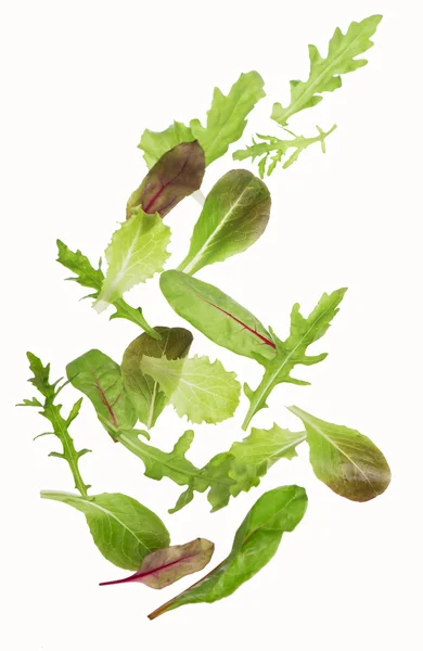 緑のレタスのサラダを葉します。 — ストック写真