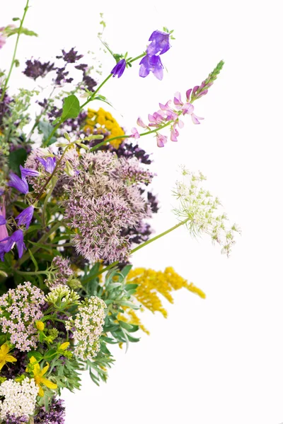 Bouquet of medicinal herbs — Stock Photo, Image