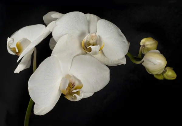 Blüten aus weißer Orchidee mit Knospen — Stockfoto