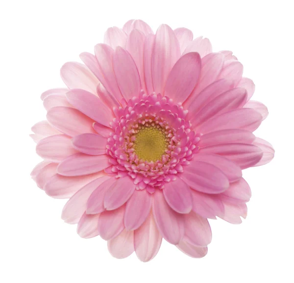 Gerbera rosa Fiore . — Foto Stock