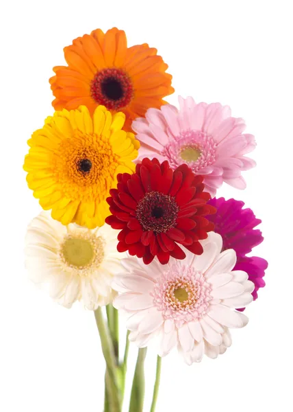 Daisy flower gerbera bouquet isolated — Stock Photo, Image