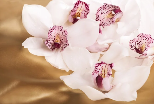 Nahaufnahme weißer Orchideenblüten — Stockfoto