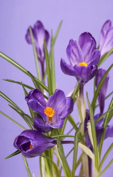 Krokusblüte im Frühling — Stockfoto