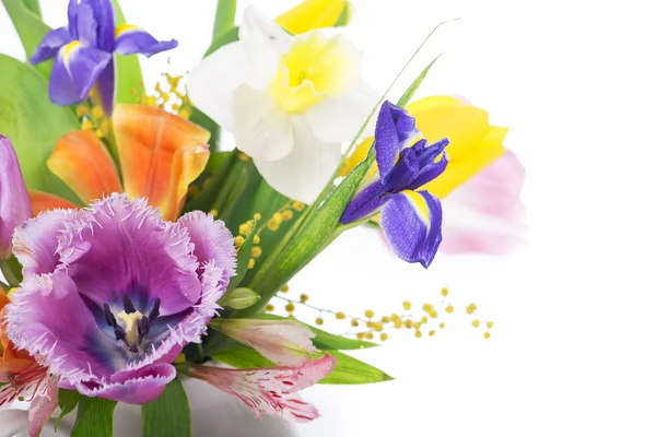 Flowers spring — Stock Photo, Image