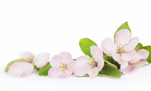 Apple tree blossoms — Stock Photo, Image