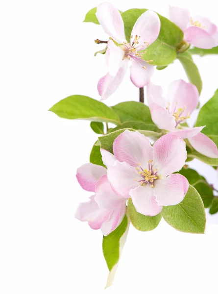 Flores de macieira Fotografia De Stock