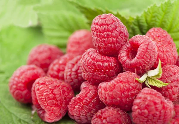 Raspberries with leaves — Stock Photo, Image