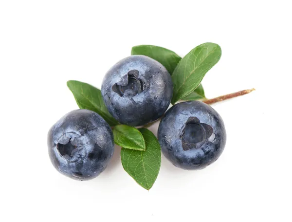 Mature bilberry — Stock Photo, Image