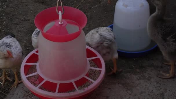 Close up image of a brown chick young hen on a farm eats grain from a feeder, drinks water from a drinker — Stock Video
