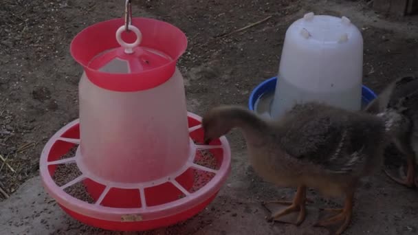 Image rapprochée d'une jeune poule brune d'une ferme qui mange du grain d'une mangeoire, boit de l'eau d'un buveur — Video