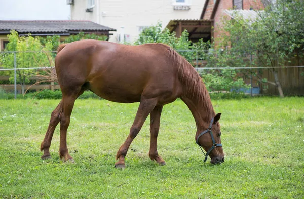 Einem Sommertag Grasen Braune Pferde Gras Der Nähe Des Dorfes — Stockfoto