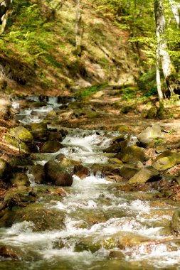 Dağ nehri ve orman manzarası. Yeşil ormanın ortasındaki sakin şelale manzarası.