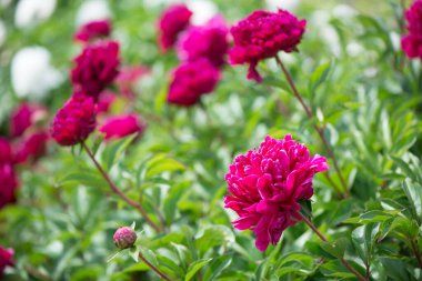 Arka planda pembe şakayıklar açan pembe şakayıklar. Şakayık bahçesi