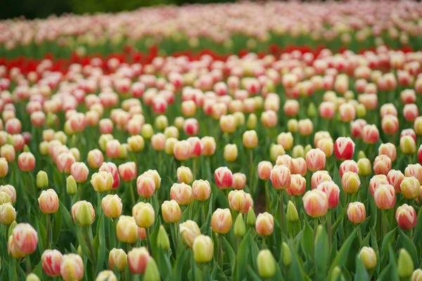 Campo Tulipán Hermoso Tulipán Entre Tulipanes Tulipanes Rosados Con Franja — Foto de Stock