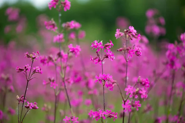 Natur Sommar Bakgrund Med Rosa Blommor Ängen Solig Dag — Stockfoto