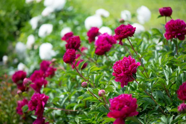 Roze Bloemen Pioenrozen Bloeien Achtergrond Roze Pioenrozen Pioenentuin — Stockfoto