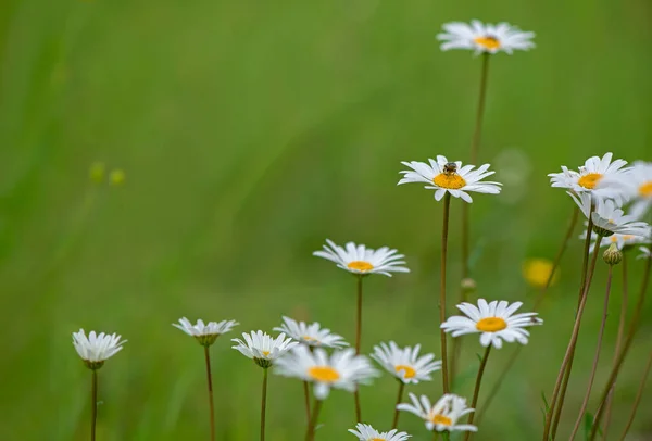 Bloeitijd Kamille Bloeiende Kamille Veld Kamille Bloemen Een Weide Zomer — Stockfoto