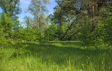Kızarmış mis kokulu tahıl. Kahve çekirdekleri.