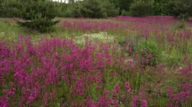 Çayırda mor çiçekli yaz arkaplanı. İvan çayı, Chamaenerion ya da epilobium, kiprei otu. Günbatımında nazik çiçek bahçesi. Yaz mevsimi manzarası. Pankart