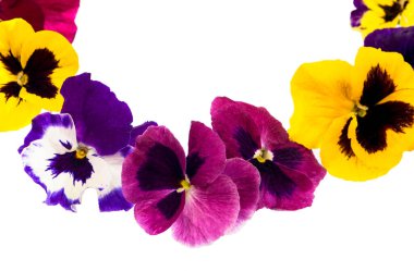 Hercai Menekşe çiçek beyaz zemin üzerine