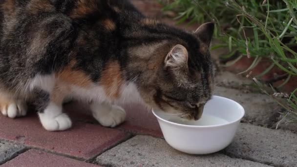 Lapar Kitten Di depan piring penuh susu. — Stok Video