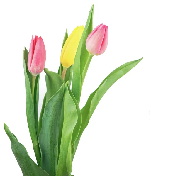 Strauß Tulpen Auf Weißem Hintergrund — Stockfoto