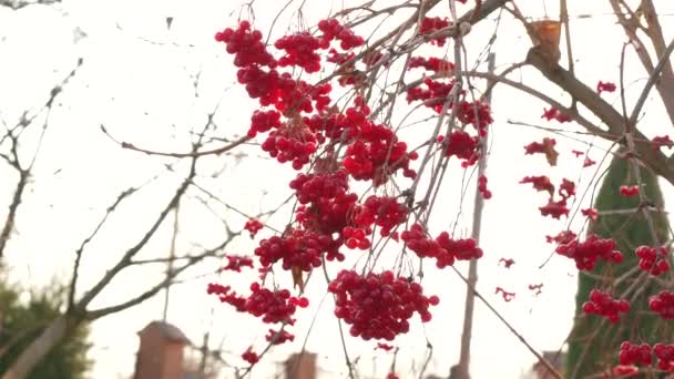Красные ягоды вибурнума на кусте в лесу. Ветвь красного Вибурнума в саду. Ягоды вибурнум под открытым небом. — стоковое видео
