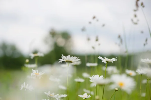 Kvetoucí Heřmánek Kvetoucí Heřmánkové Pole Heřmánkové Květy Louce Létě — Stock fotografie