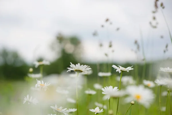 Bloeitijd Kamille Bloeiende Kamille Veld Kamille Bloemen Een Weide Zomer — Stockfoto