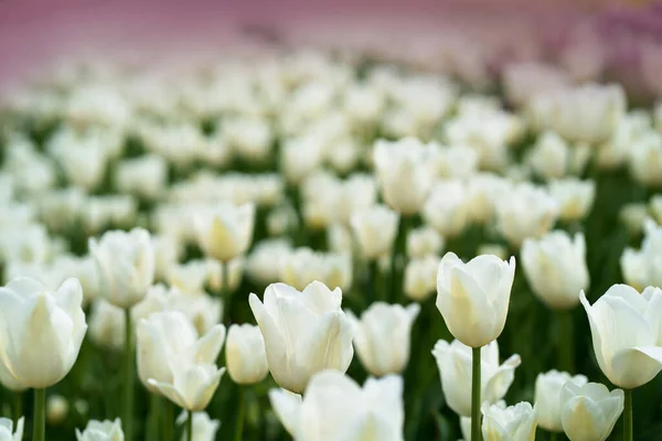 Delicados Tulipanes Blancos Cierran Contra Cielo Azul Vista Lateral — Foto de Stock