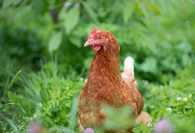 # Bahçede yürüyen genç bir tavuk #