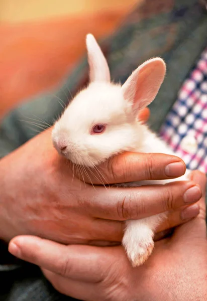 小さな白いウサギの手に大人の男の農場で — ストック写真
