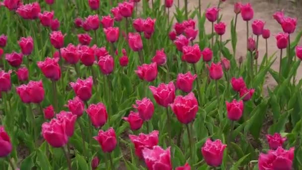 Maravilhosa terra agrícola com campos coloridos de tulipas rosa. Dobropark. Ucrânia. Região de Kiev. Maio de 2021 — Vídeo de Stock