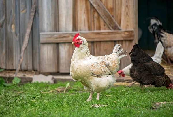 Galline Che Nutrono Calli Nel Pollaio Fattoria Con Gruppo Polli — Foto Stock