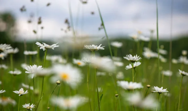 Blommar Kamomill Blommande Kamomillfält Kamomillblommor Äng Sommaren — Stockfoto