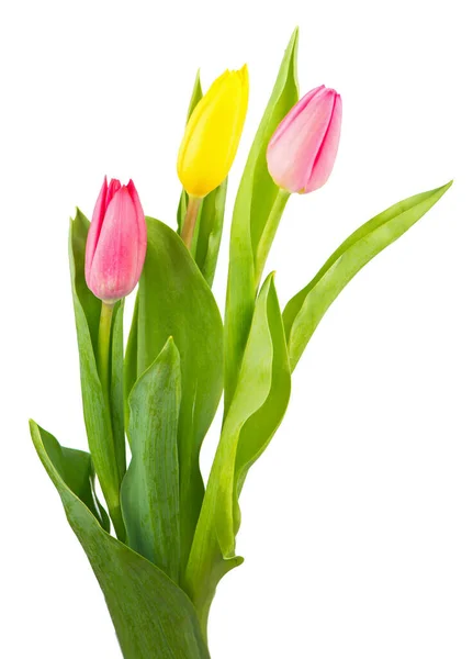 Strauß Tulpen Auf Weißem Hintergrund — Stockfoto