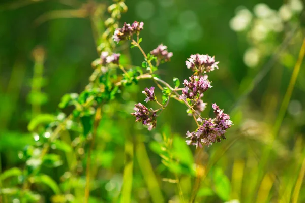 Бабочка Цветке Орегано Фоне Зеленой Травы — стоковое фото