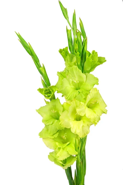 Beautiful Gladiolus Flowers Isolated White Background — Stock Photo, Image