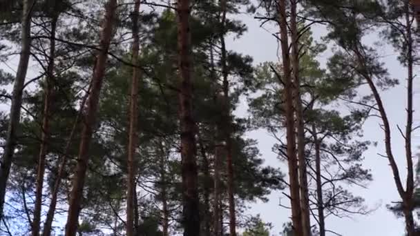 Des cimes d'arbres se balançant dans le vent. pins balancent dans le vent — Video