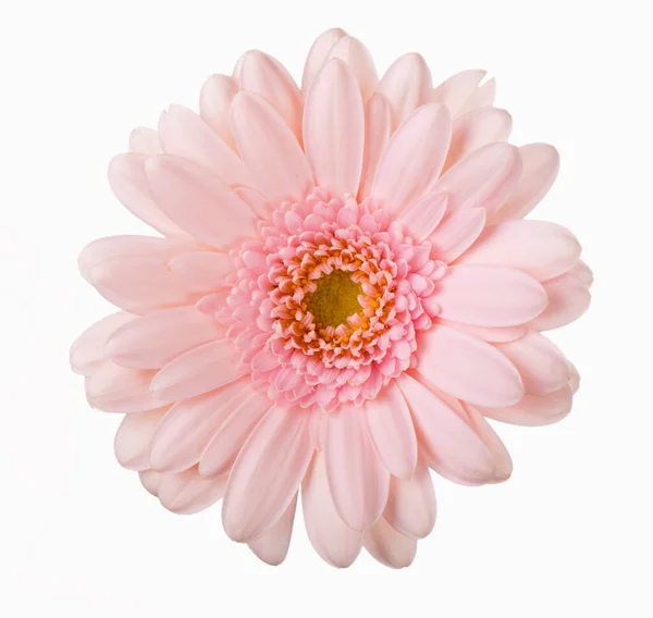 Gerbera Rosa Fiore Isolato Sfondo Bianco — Foto Stock