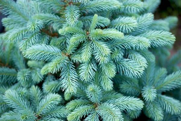 Green Lush Spruce Branch Fir Branches Silver Blue Spruce Pine — Fotografia de Stock