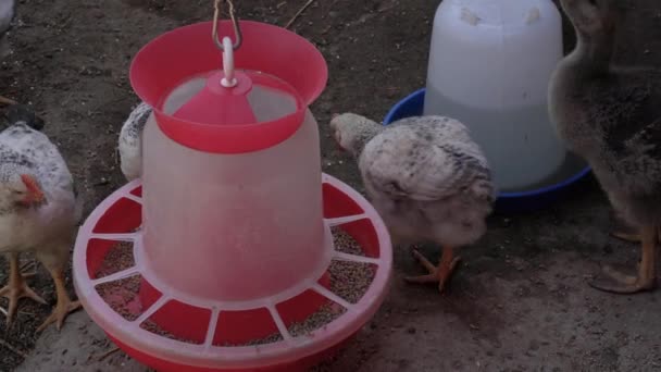 Close up image of a brown chick young hen on a farm eats grain from a feeder, drinks water from a drinker — Stock Video