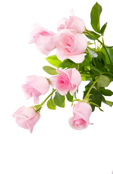 Ramo Rosas Rosadas Flores Aisladas Sobre Fondo Blanco —  Fotos de Stock