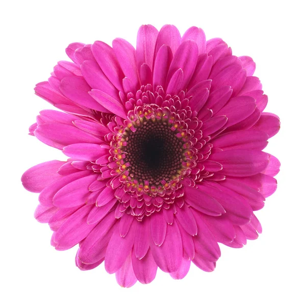 Roze Gerbera Bloem Geïsoleerd Witte Achtergrond — Stockfoto