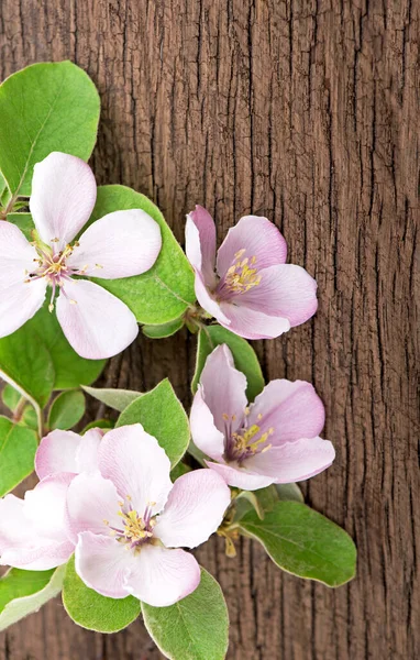 Pomme Fleurs Coing Sur Bois — Photo